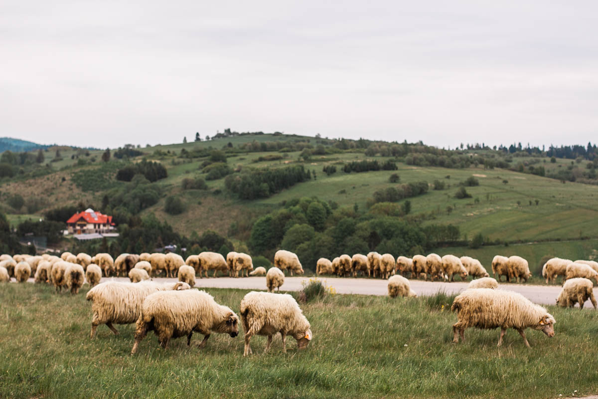 owce nad jeziorem czorsztyńskim